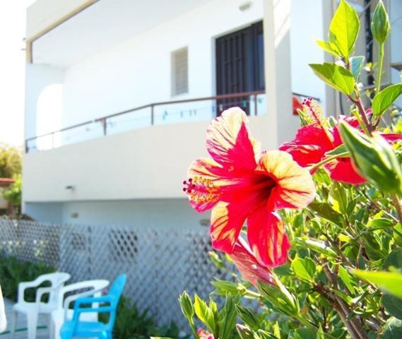 Evi Apartments And Studios Theológos Esterno foto